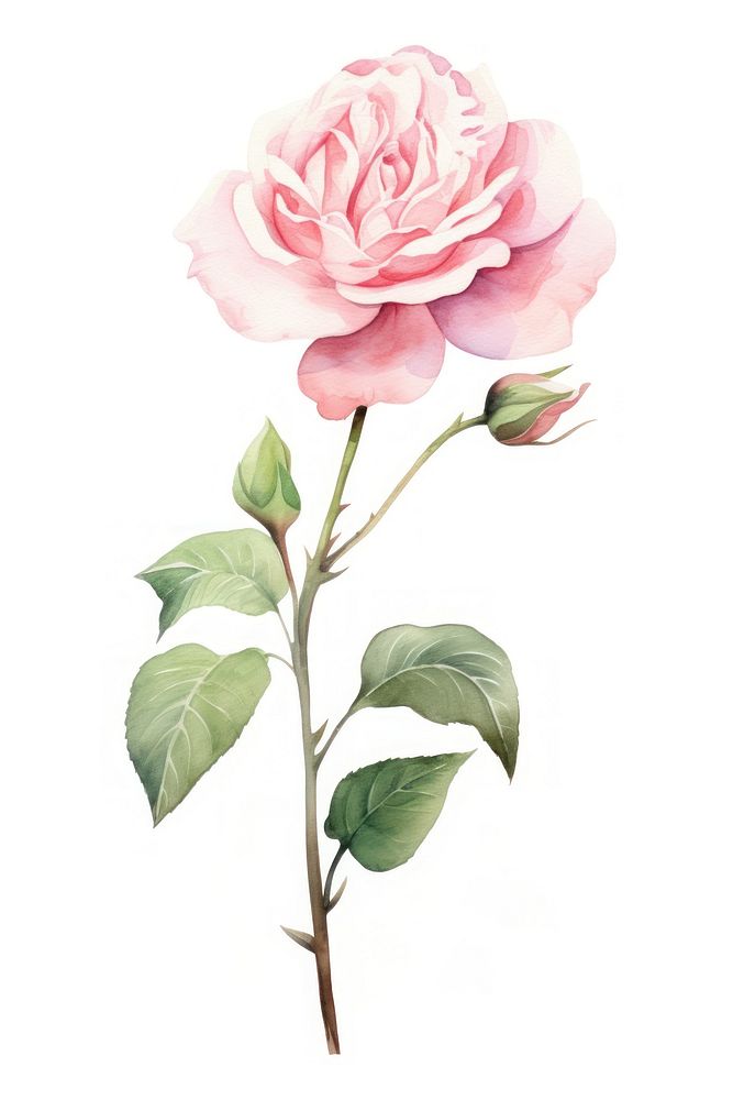 Watercolor chinese rose flower blossom plant white background.