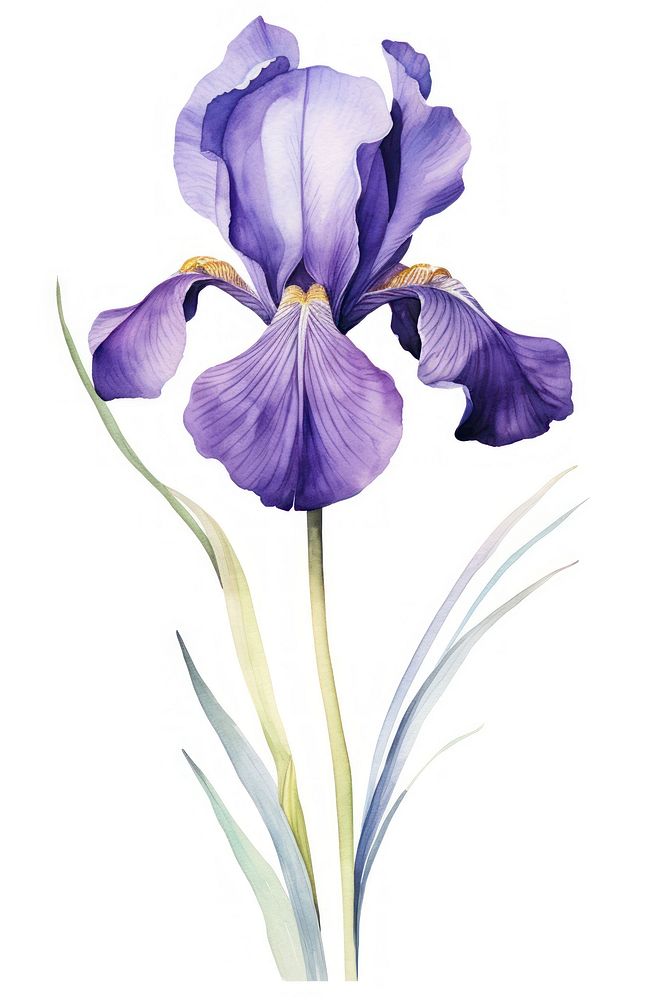 Watercolor iris flower blossom petal plant.
