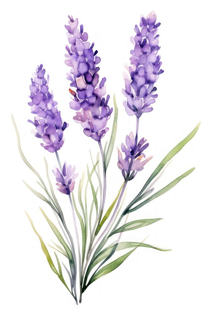 Watercolor lavender flower blossom plant white background.