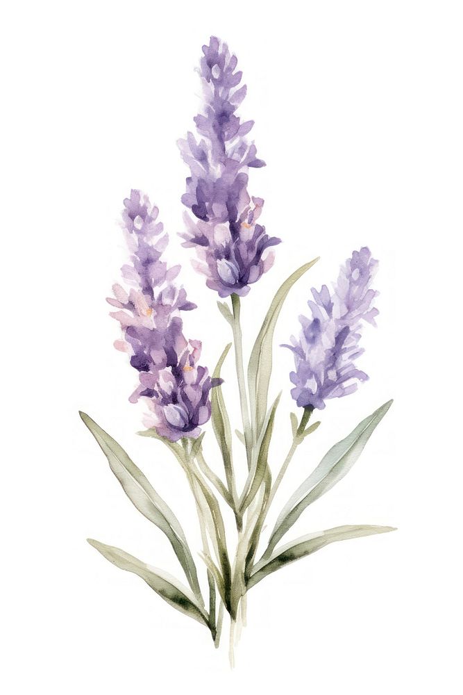 Watercolor lavender flower blossom plant white background.