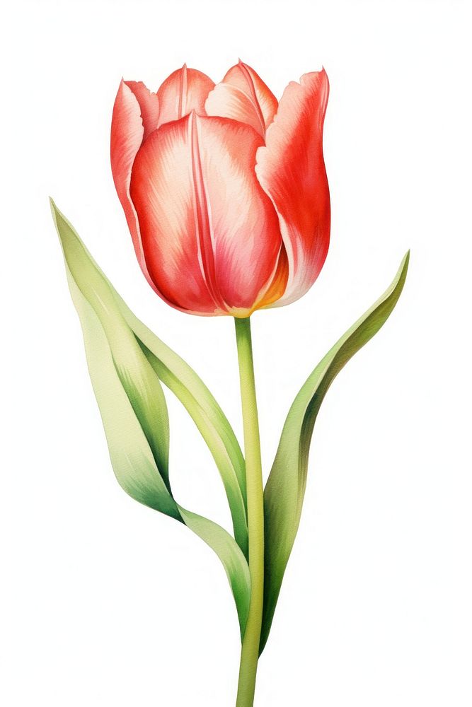 Watercolor tulip flower plant white background inflorescence.