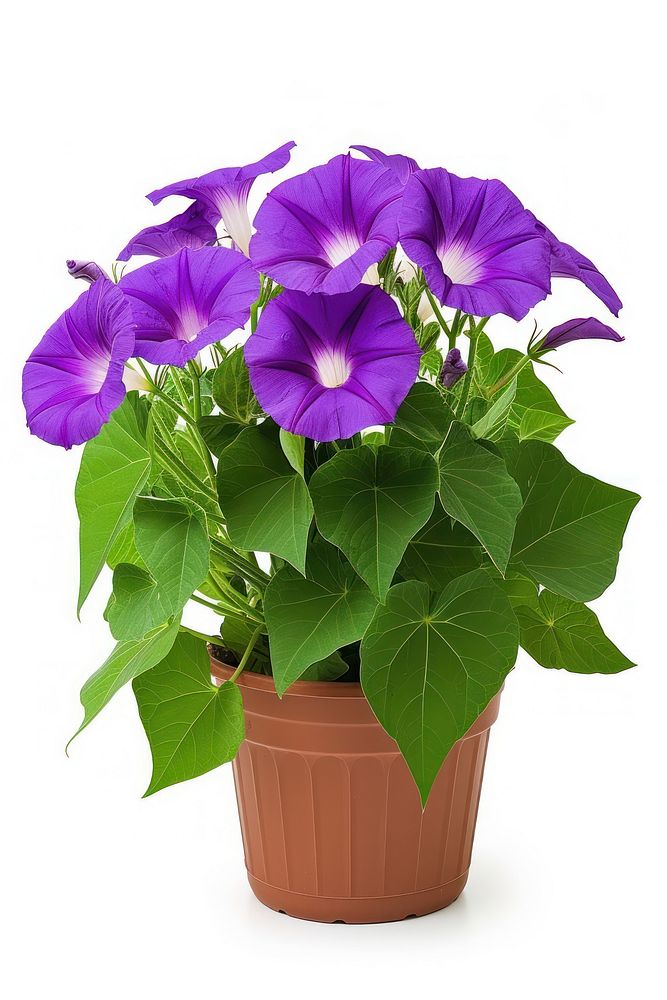 Morning glory pot flower purple plant.