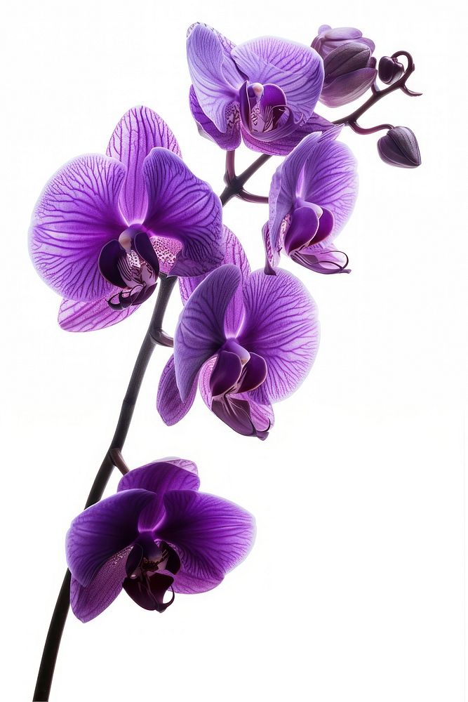 Purple orchid boque blossom flower plant.