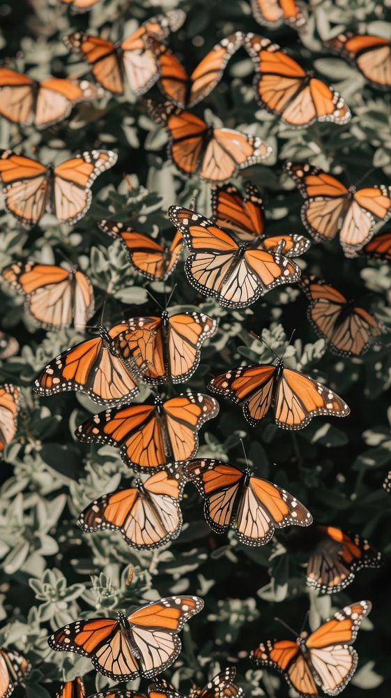 Monarch butterflies butterfly monarch animal.