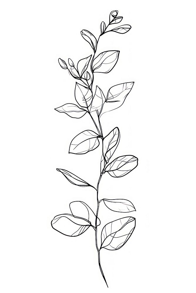 Line art body drawing sketch plant.