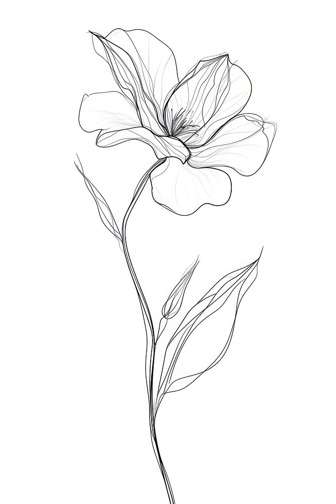 Line art flower drawing sketch white.
