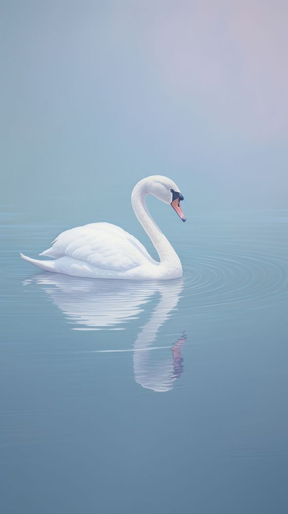 Minimal space white swan animal bird reflection.
