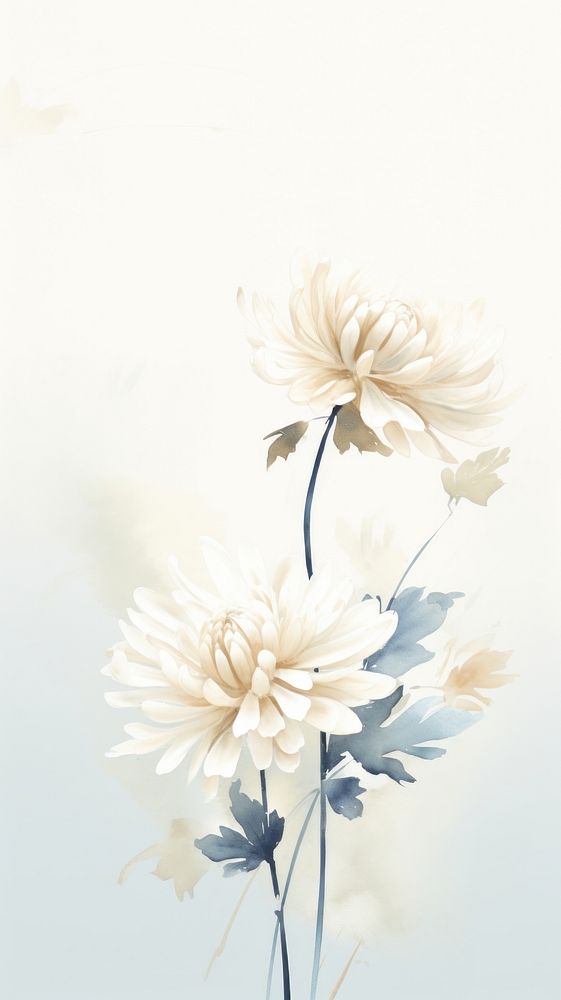 Flower petal plant white.