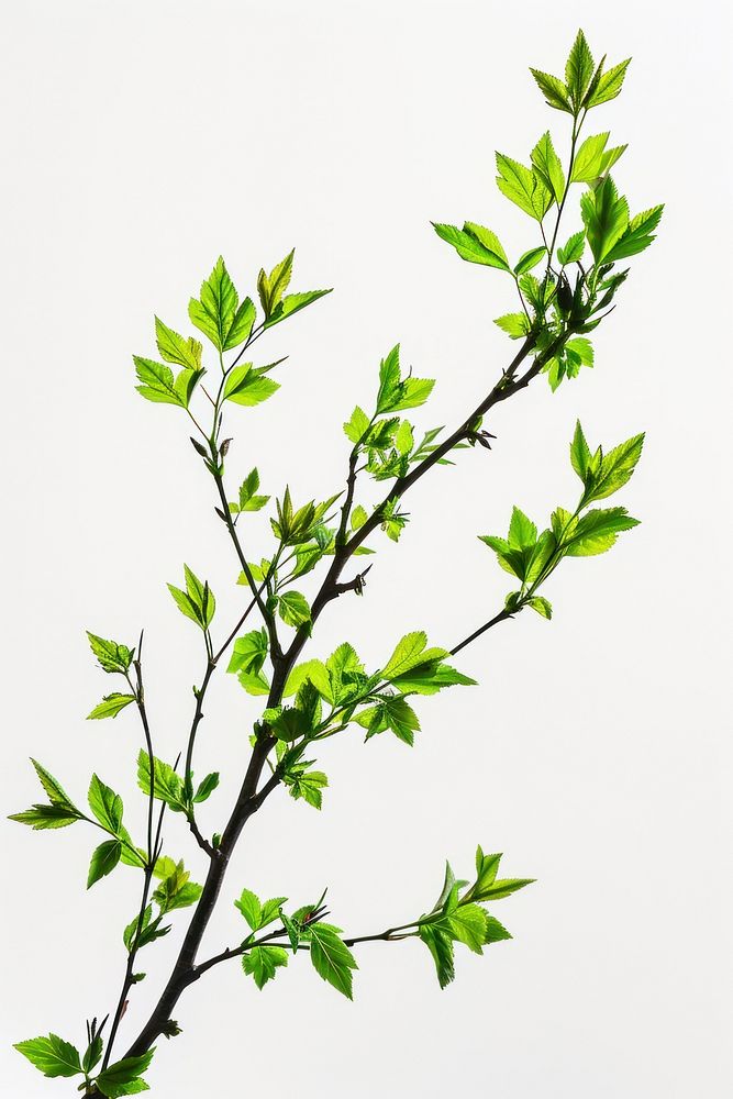 Floral branch blossom flower plant. AI generated Image by rawpixel.