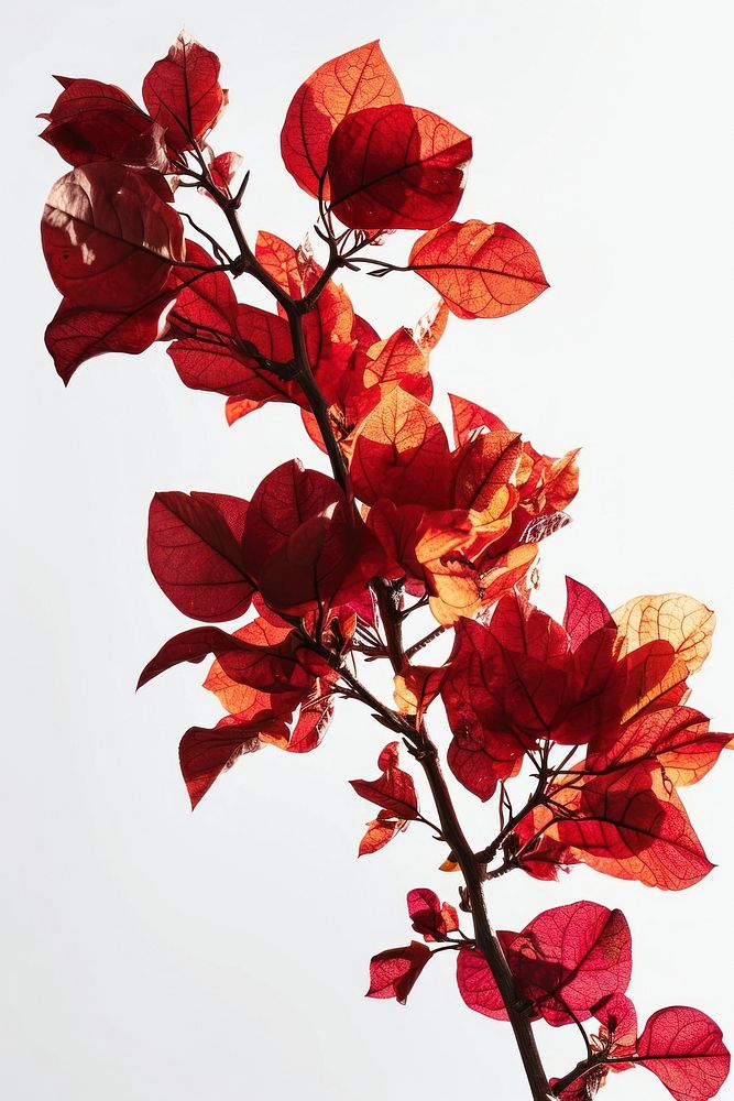 Floral branch flower plant petal. AI generated Image by rawpixel.