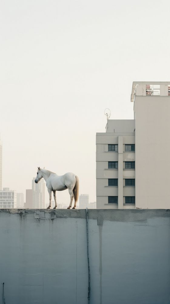  A white horse at the rooftop with city background outdoors animal mammal. 