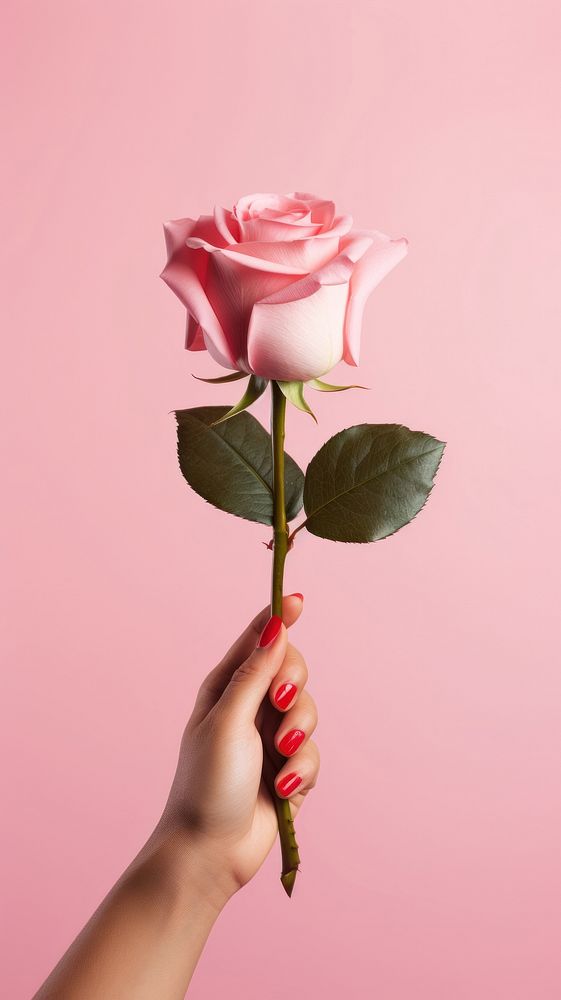  Rose holding flower plant. AI generated Image by rawpixel.