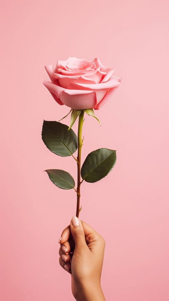  Rose holding flower plant. AI generated Image by rawpixel.