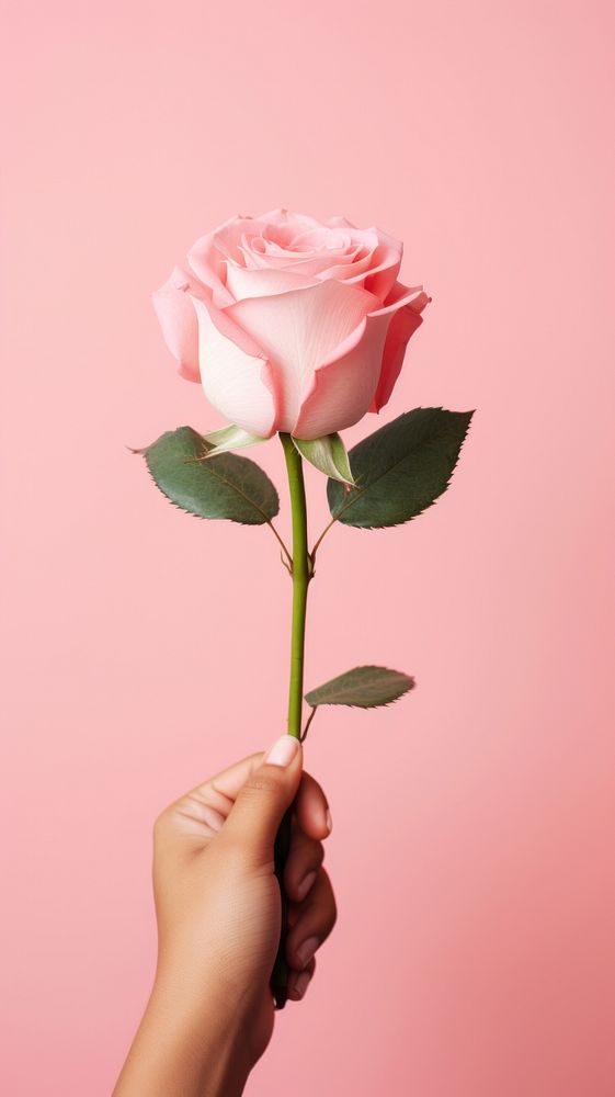  Rose hand holding flower. AI generated Image by rawpixel.