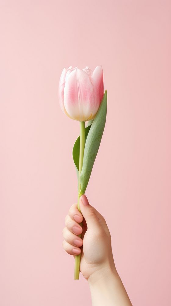  Tulip holding flower plant. AI generated Image by rawpixel.