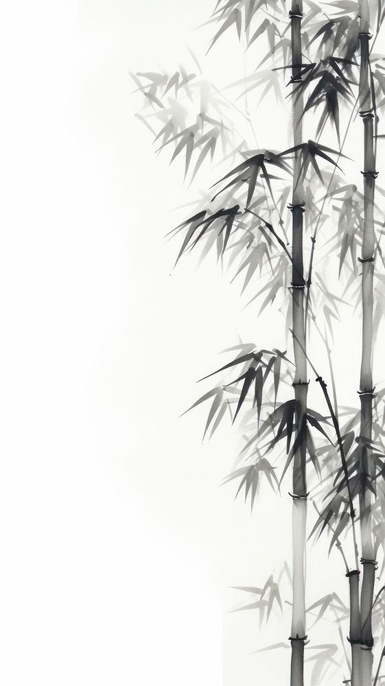 Bamboo forest backgrounds plant monochrome.