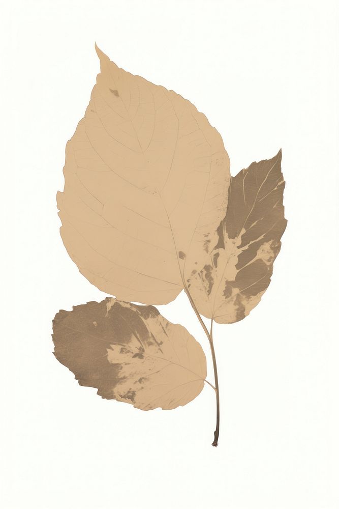 Illustration the 1970s of leaf plant paper tree.