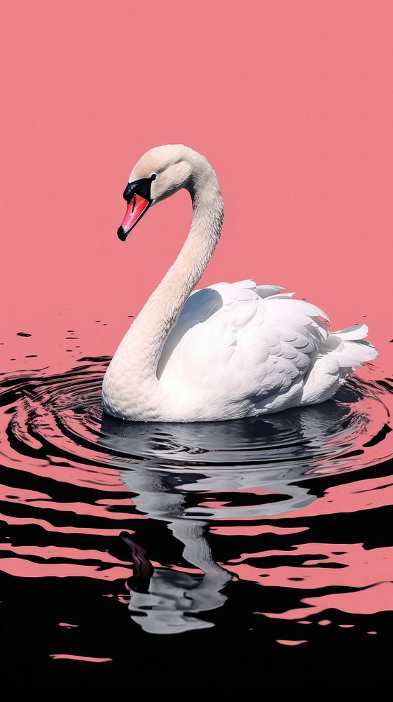 Minimal simple swan outdoors animal nature.