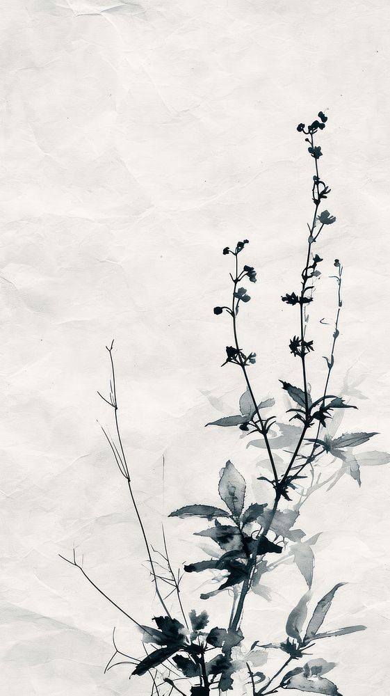 Plant backgrounds flower white.