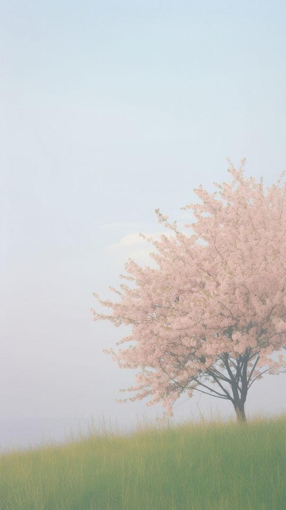 Aesthetic Cherry blossom trees landscape wallpaper outdoors nature flower.