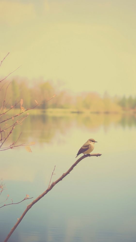 Aesthetic bird and lake landscape wallpaper outdoors nature branch.