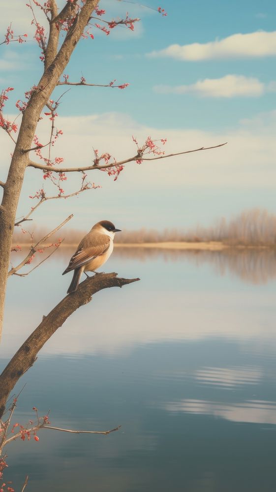 Aesthetic bird and lake landscape wallpaper outdoors nature branch.