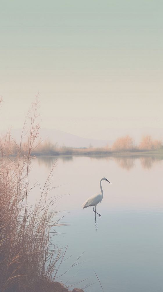 Aesthetic bird and lake landscape wallpaper outdoors nature animal.