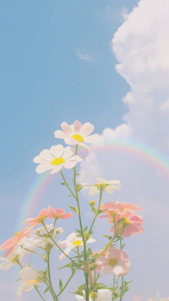 Aesthetic flower and rainbow pastel on large pink blue sky landscape wallpaper outdoors nature summer.