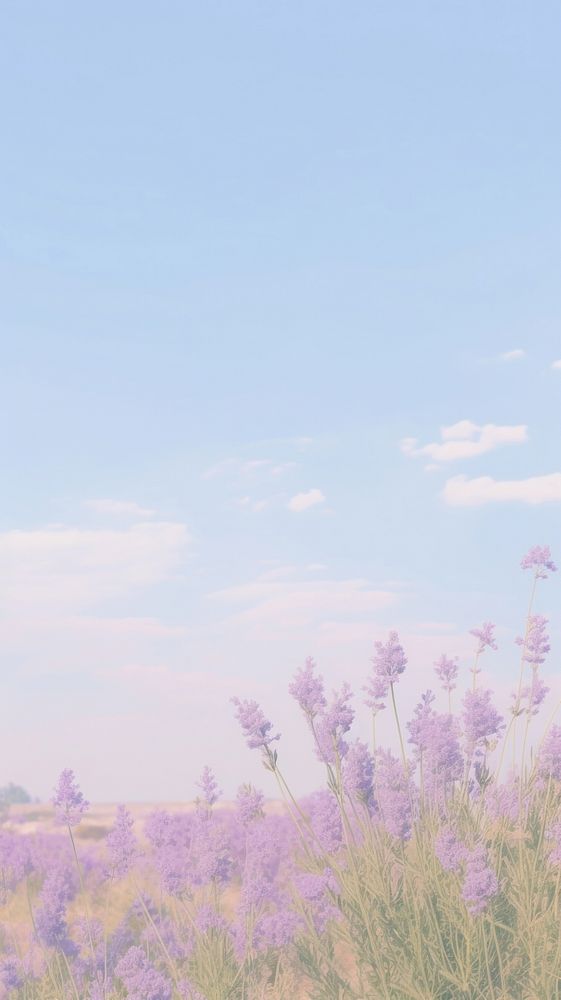 Aesthetic Lavender garden and blue sky landscape wallpaper lavender grassland outdoors.