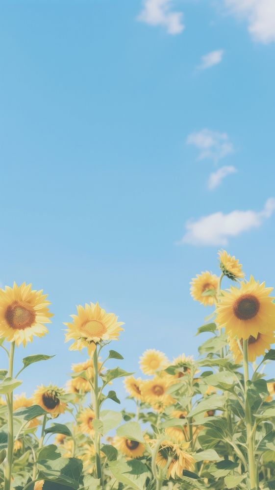 Aesthetic sunflower garden and blue sky landscape wallpaper outdoors nature summer.