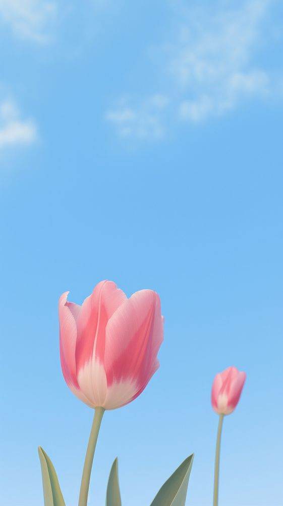 Aesthetic pink tulip and blue sky landscape wallpaper outdoors blossom flower.