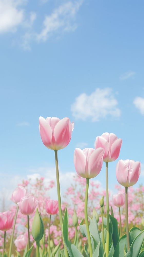 Aesthetic pink tulip gardenlandscape wallpaper sky outdoors blossom.