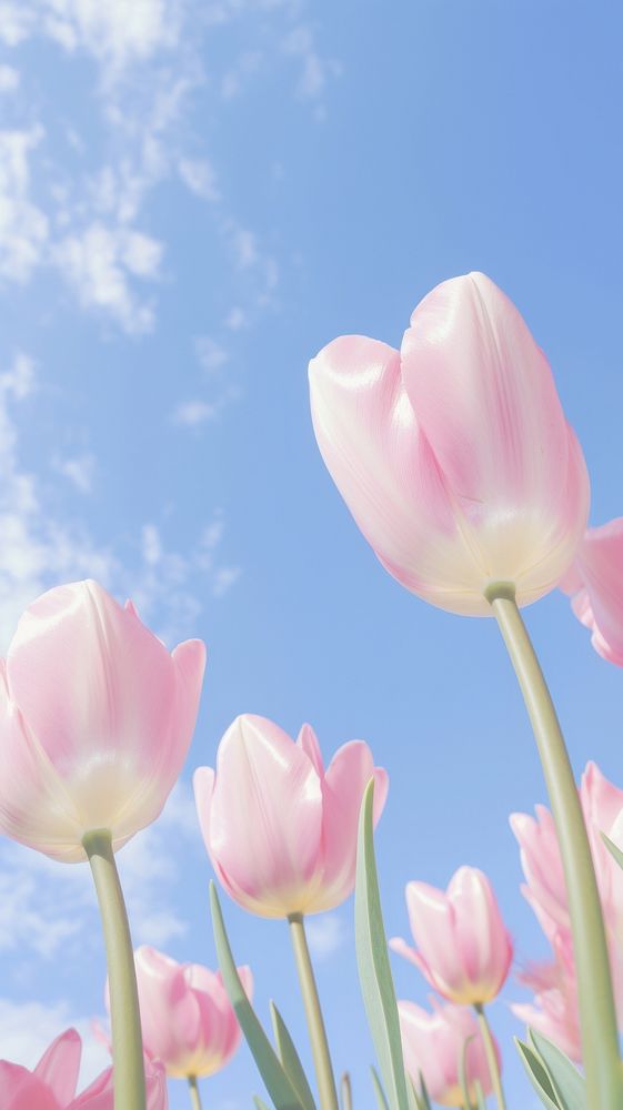 Aesthetic pink tulip gardenlandscape wallpaper sky outdoors blossom.