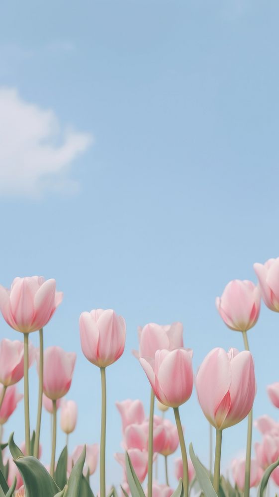 Aesthetic pink tulips and blue sky landscape wallpaper outdoors blossom flower.