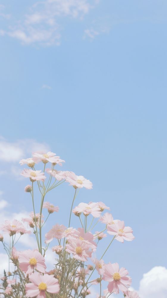Aesthetic white flower and large pink blue sky landscape wallpaper outdoors blossom nature.