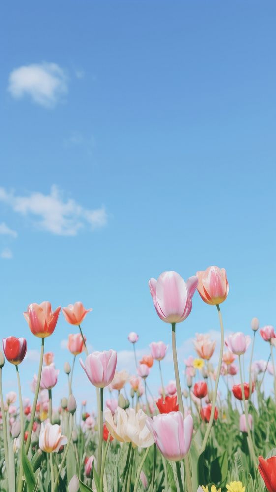 Aesthetic tulip garden and blue sky landscape wallpaper outdoors blossom flower.