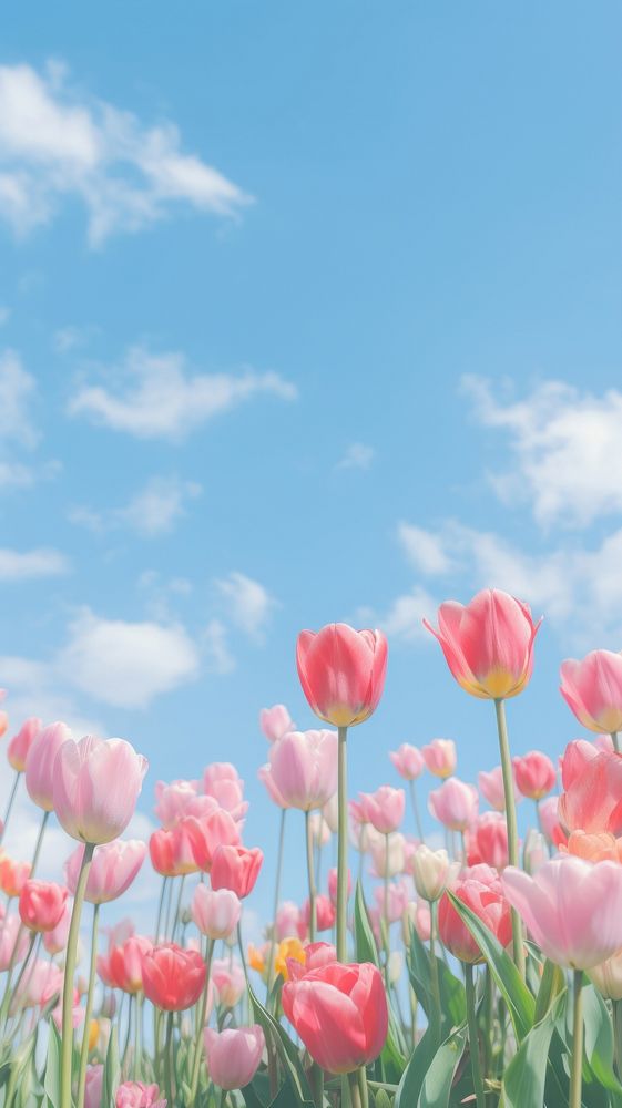 Aesthetic tulip garden and blue sky landscape wallpaper outdoors blossom flower.