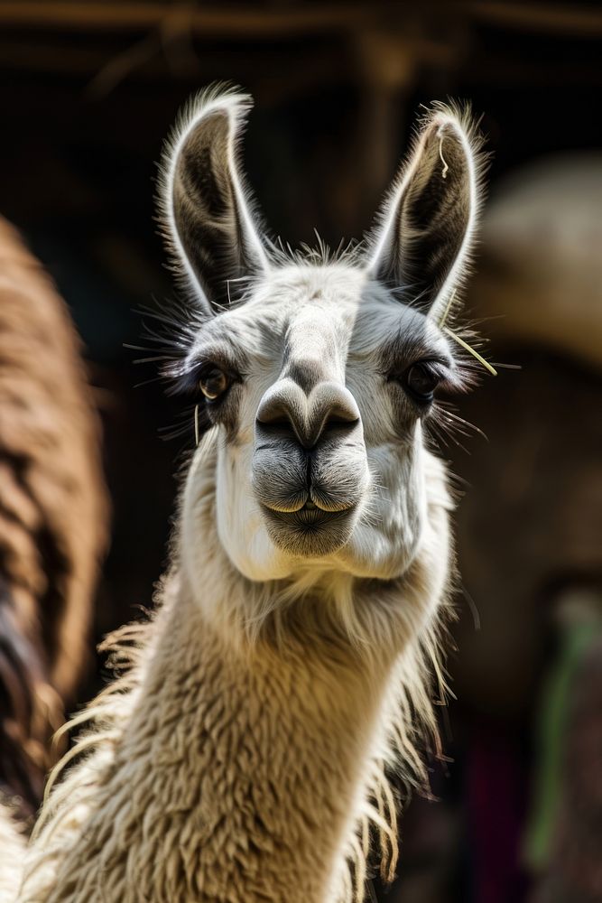 Portrait of a Lama portrait animal alpaca.
