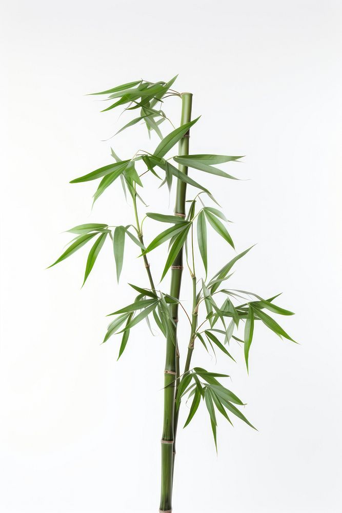 Green bamboo with leaves plant green white background.