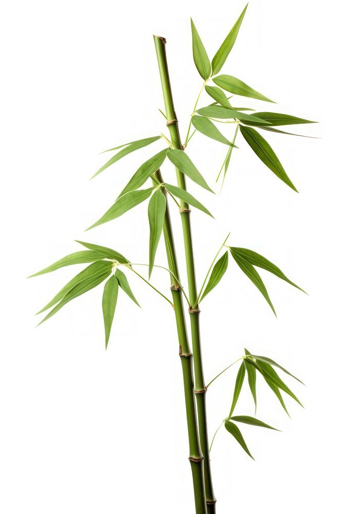 Green bamboo with leaves plant green white background.