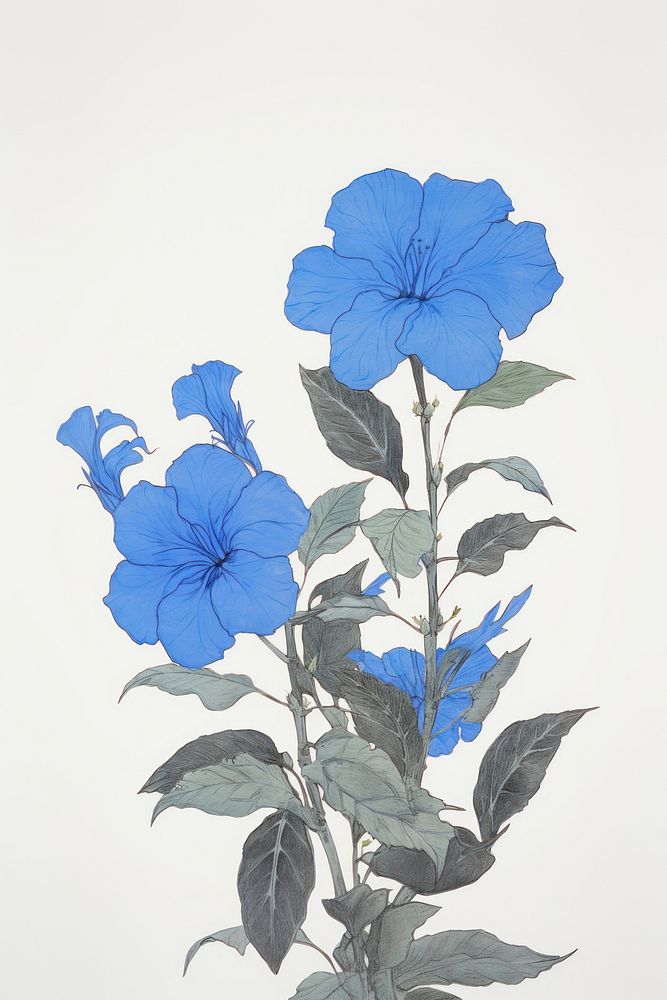 Illustration of a Allamanda blue flower plant petal.