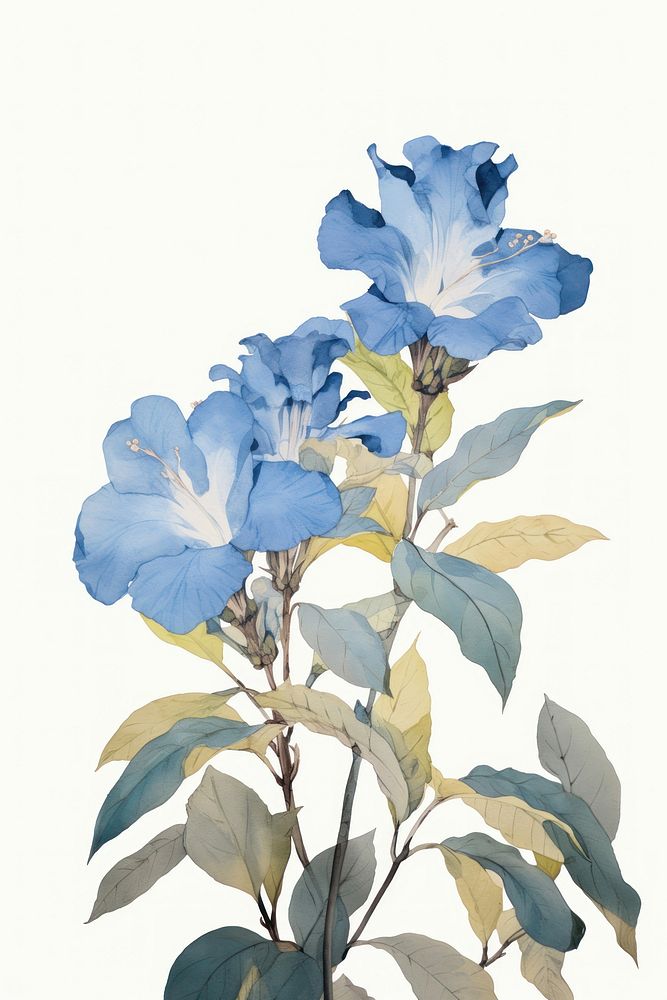 Illustration of a Allamanda blue painting blossom flower.