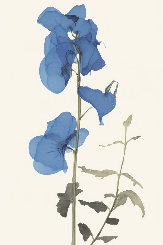 Illustration of a Blue pea flower plant petal.