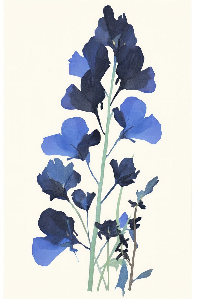 Illustration of a Blue pea painting flower plant.