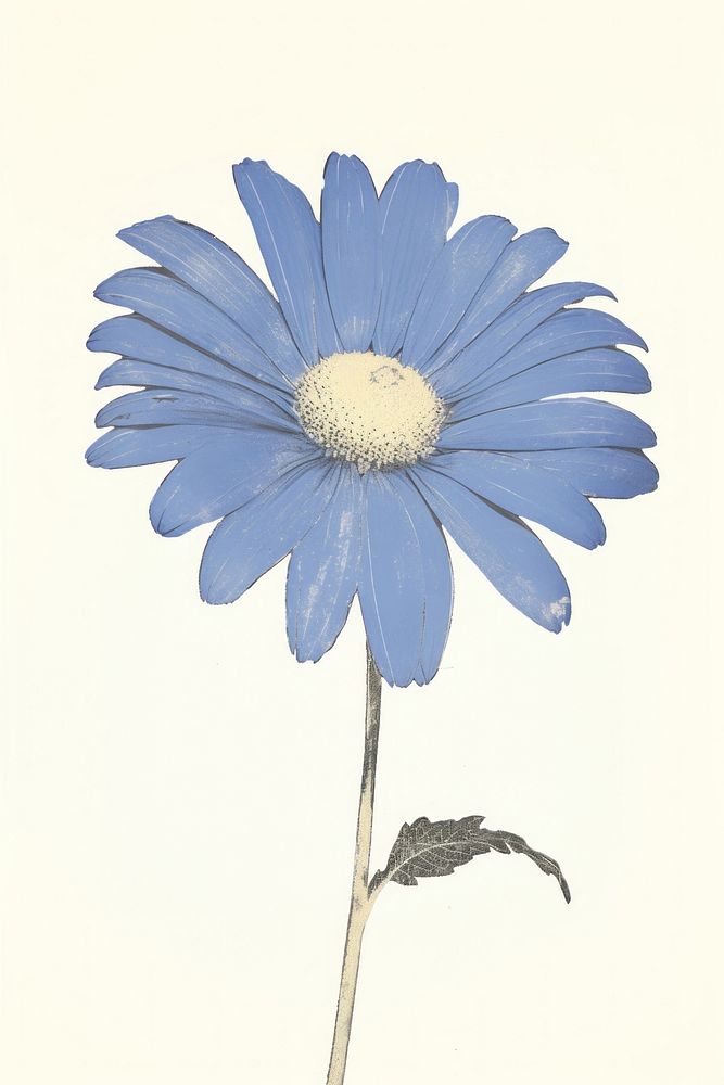 Illustration of a Daisy blue daisy flower petal.