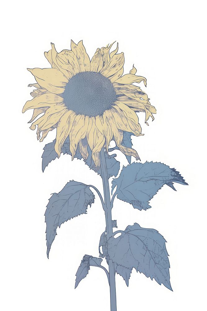 Illustration of a sunflower blue plant white background inflorescence.