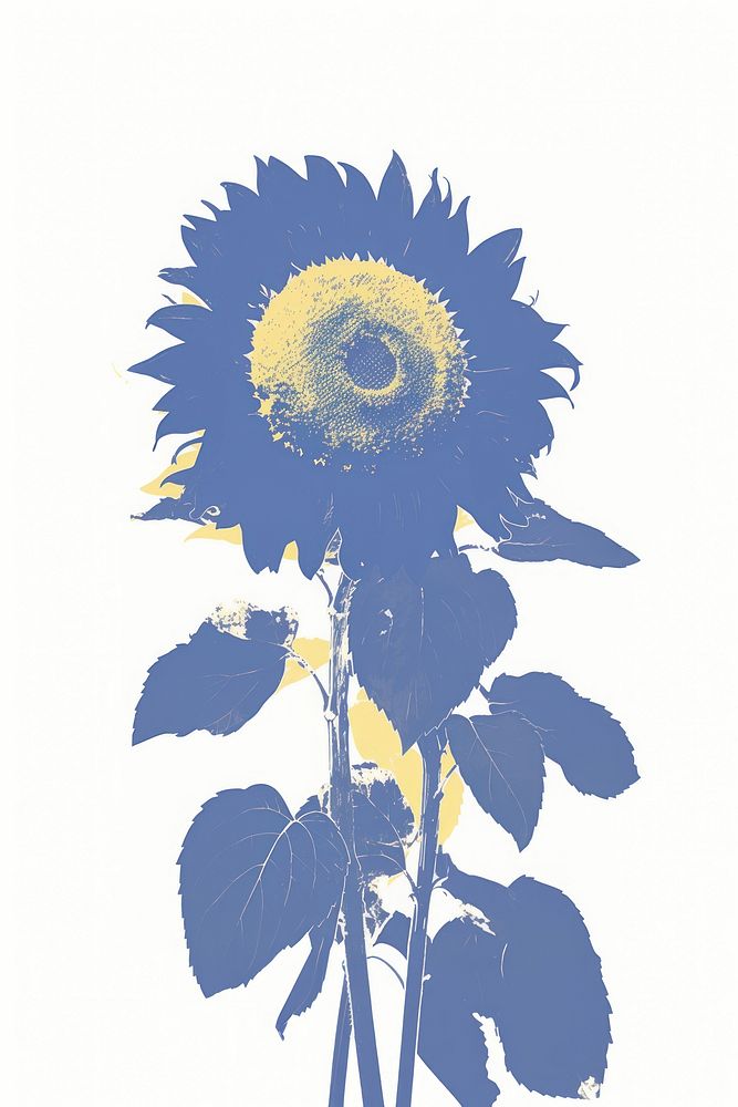 Illustration of a sunflower blue plant white background inflorescence.
