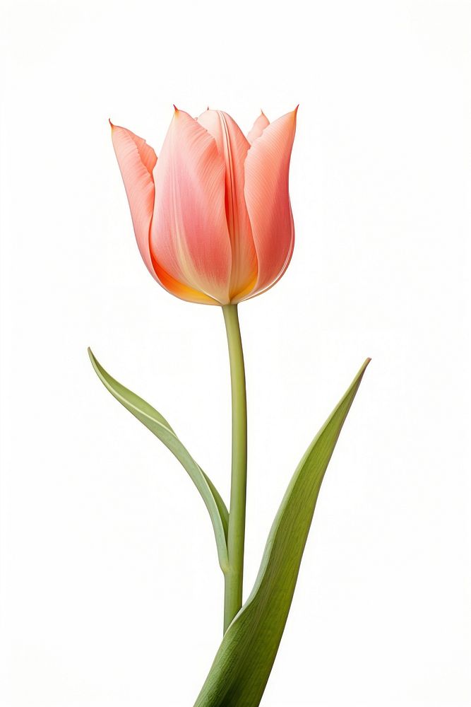Tulip flower as a border tulip plant white background. AI generated Image by rawpixel.