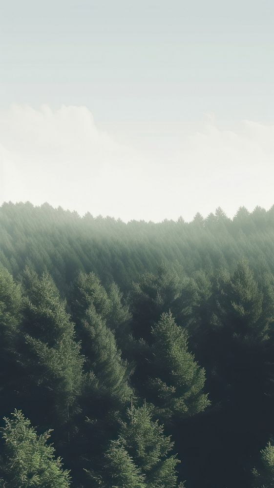  Forest land landscape outdoors. AI generated Image by rawpixel.