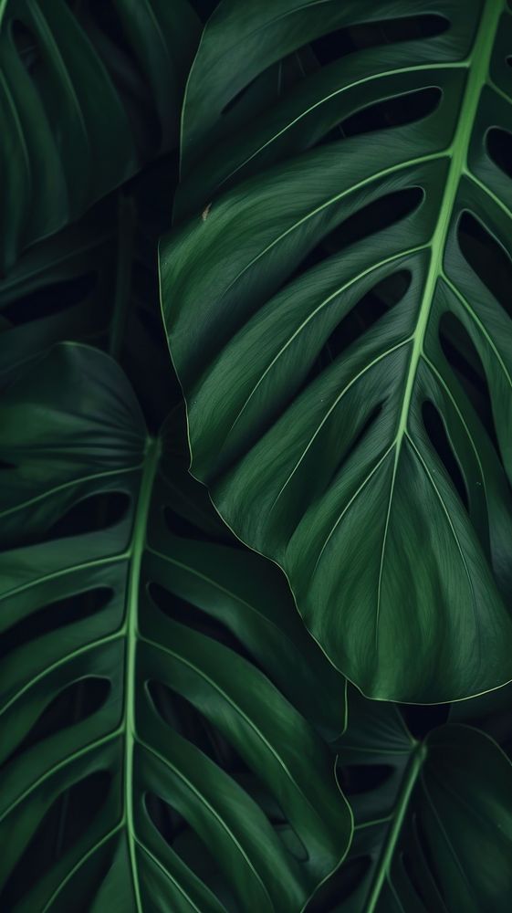  Monstera plant leaves green leaf backgrounds. AI generated Image by rawpixel.